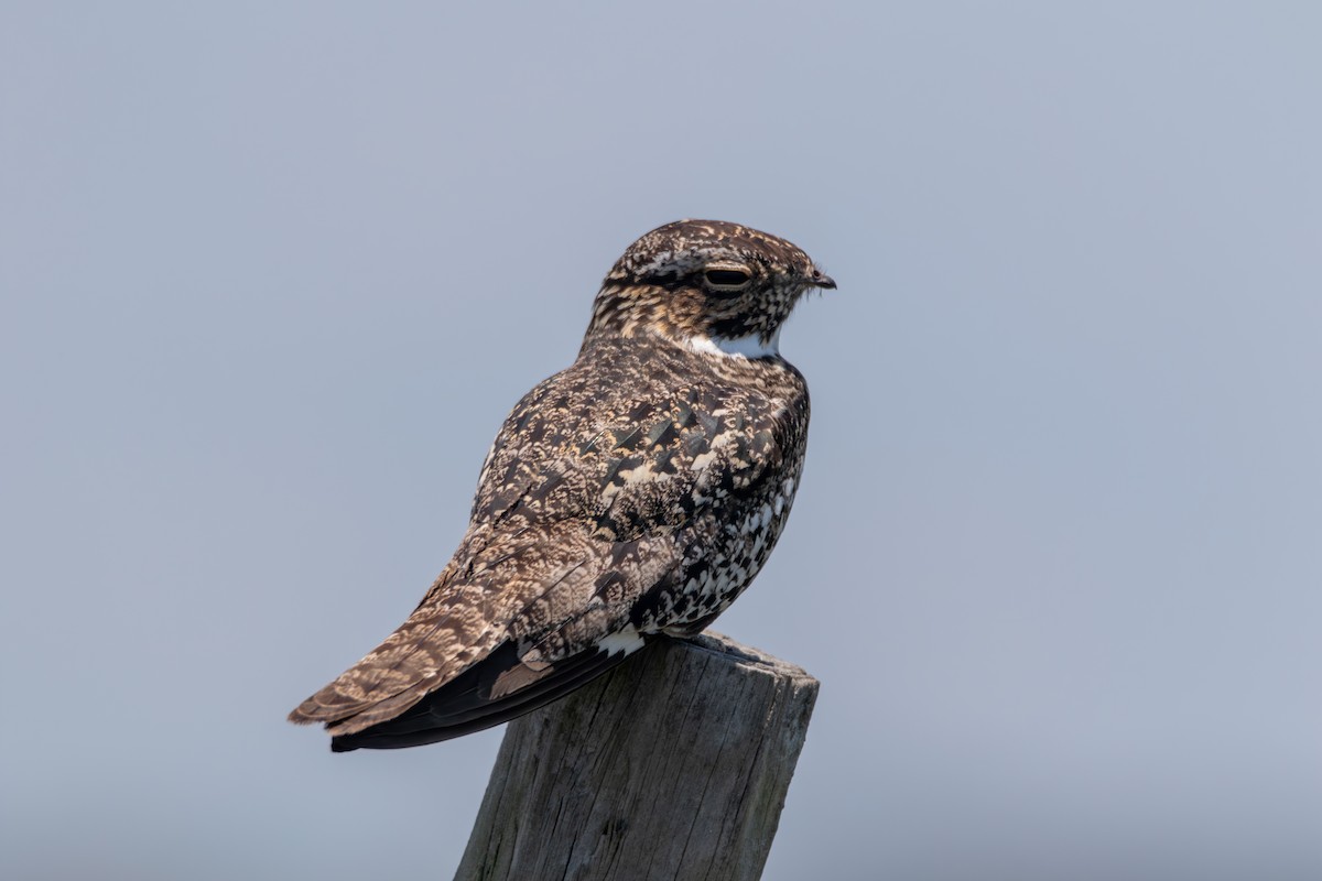 Common Nighthawk - ML620344285