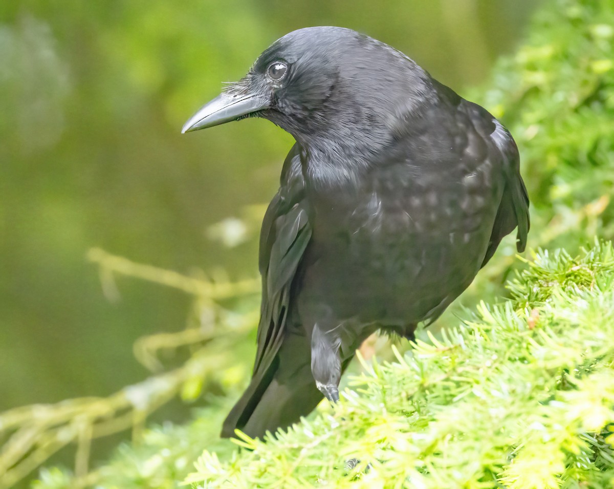 American Crow - ML620344286