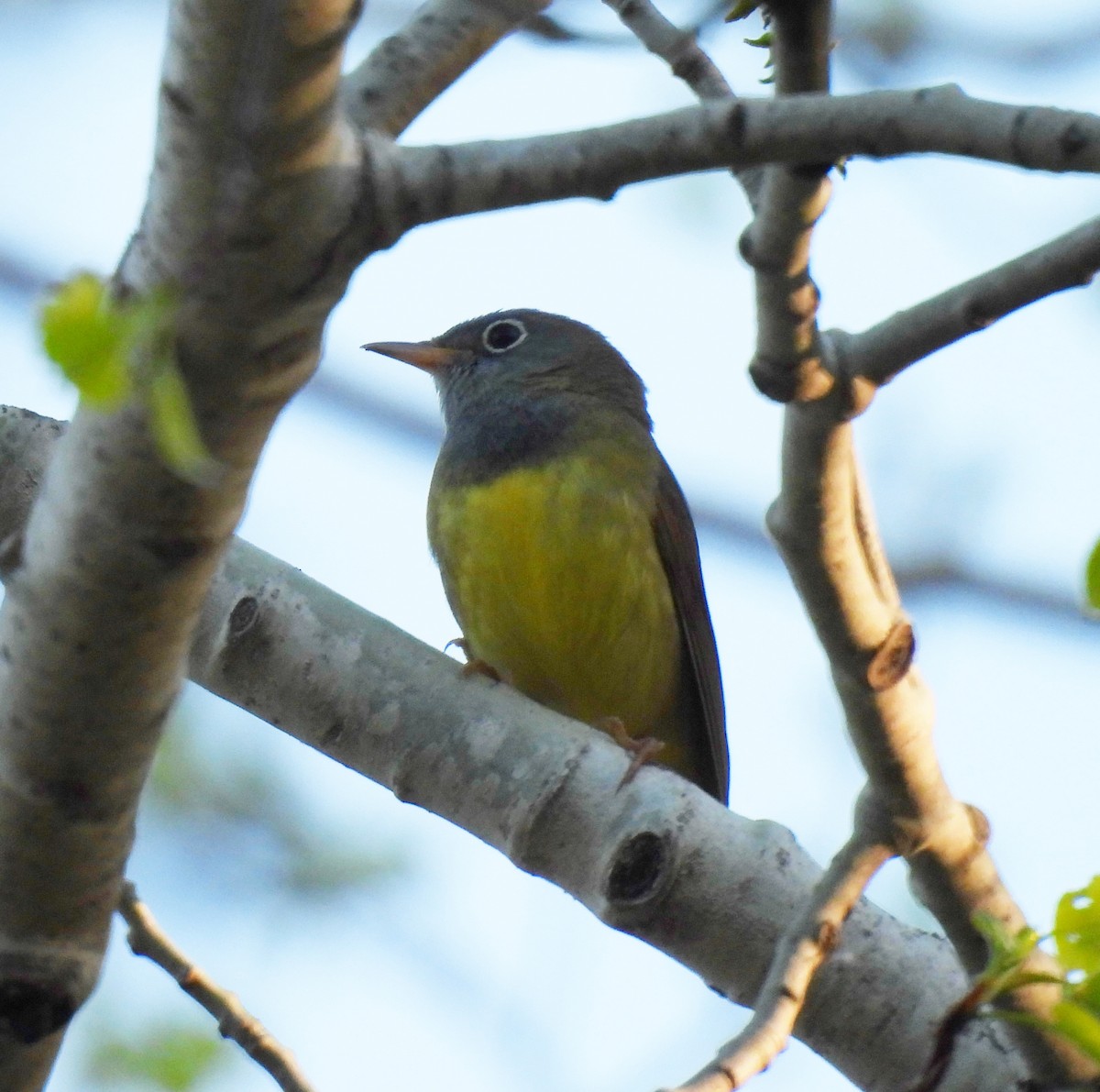 Connecticut Warbler - Delores Steinlicht