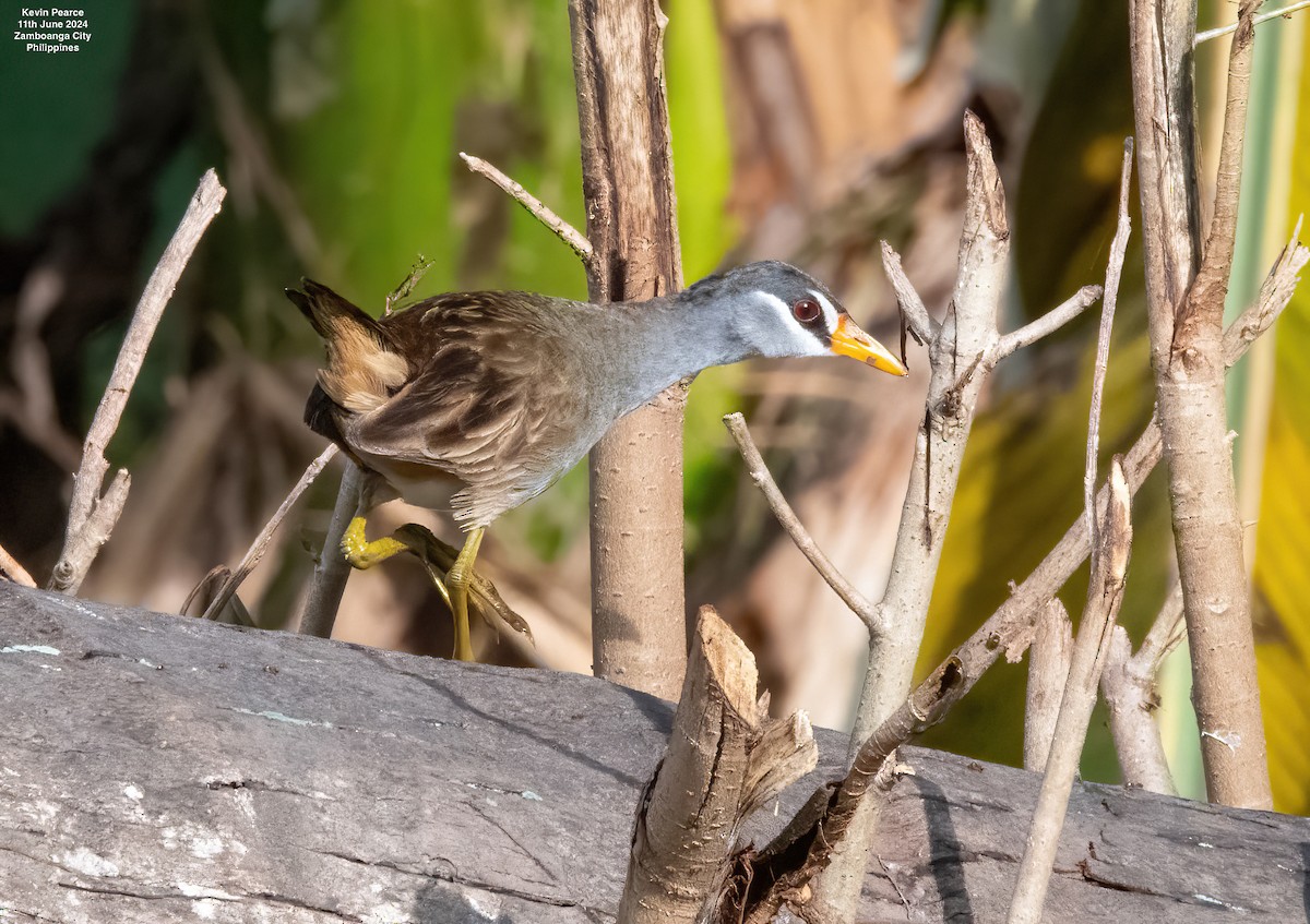 White-browed Crake - ML620344345