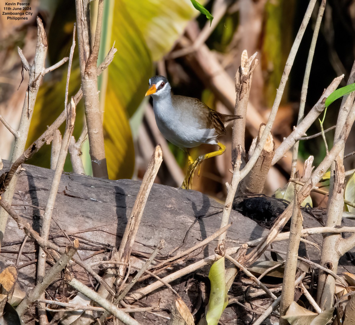 White-browed Crake - ML620344349