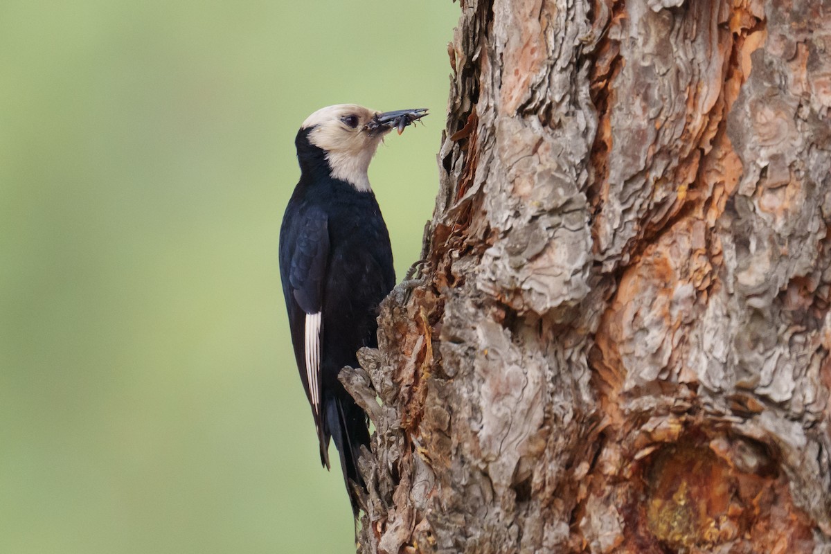 White-headed Woodpecker - ML620344350