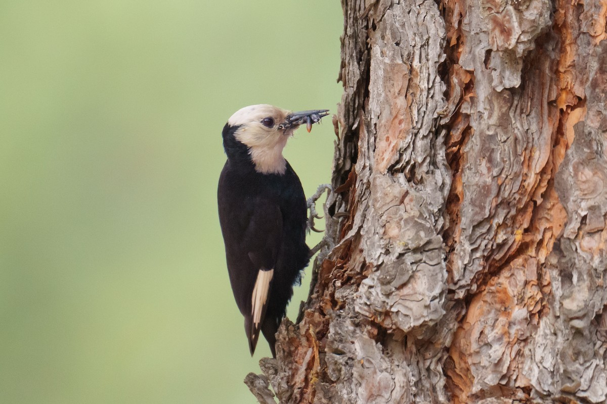 White-headed Woodpecker - ML620344351