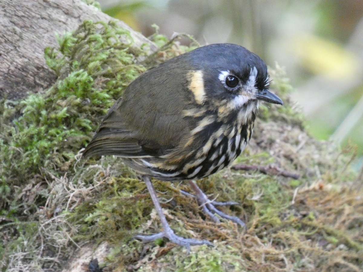 Crescent-faced Antpitta - Cathryn Pritchard