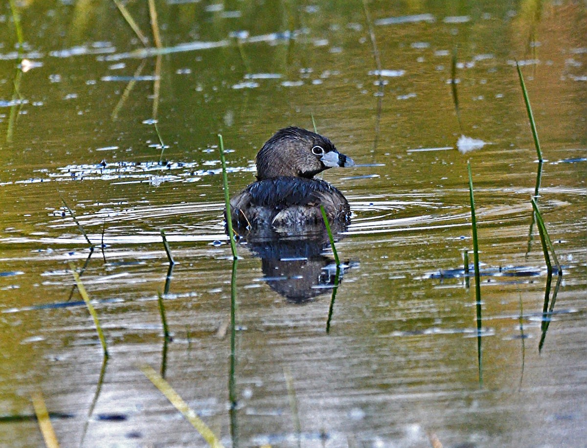 Pied-billed Grebe - ML620344388