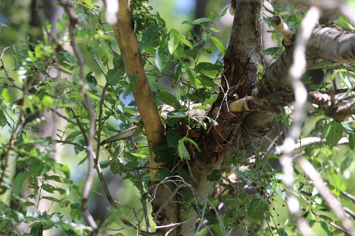 Mourning Dove - ML620344400