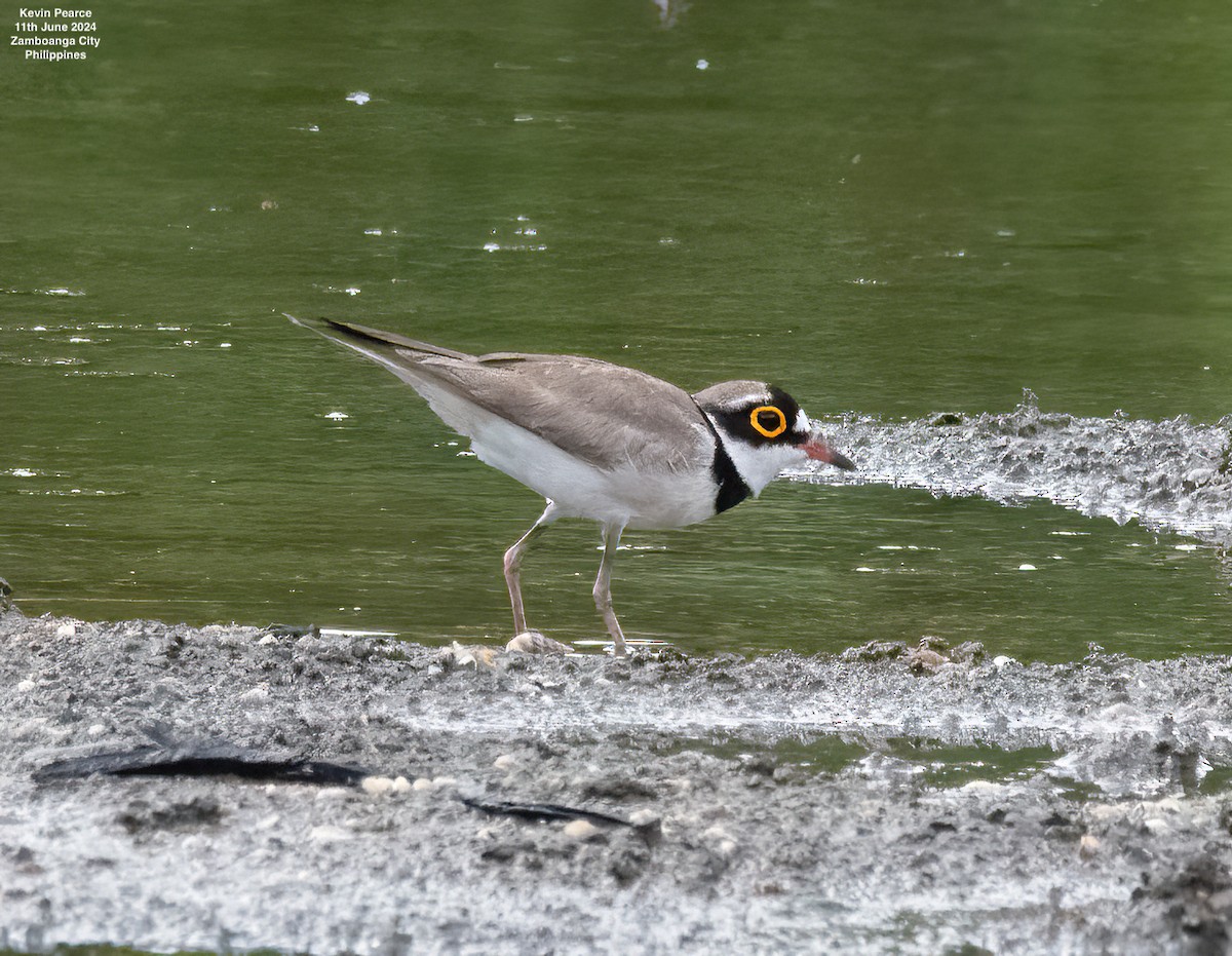 Little Ringed Plover - ML620344411