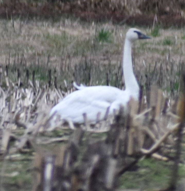 Trumpeter Swan - ML620344423