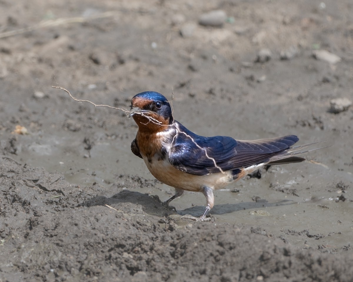 Barn Swallow - ML620344432