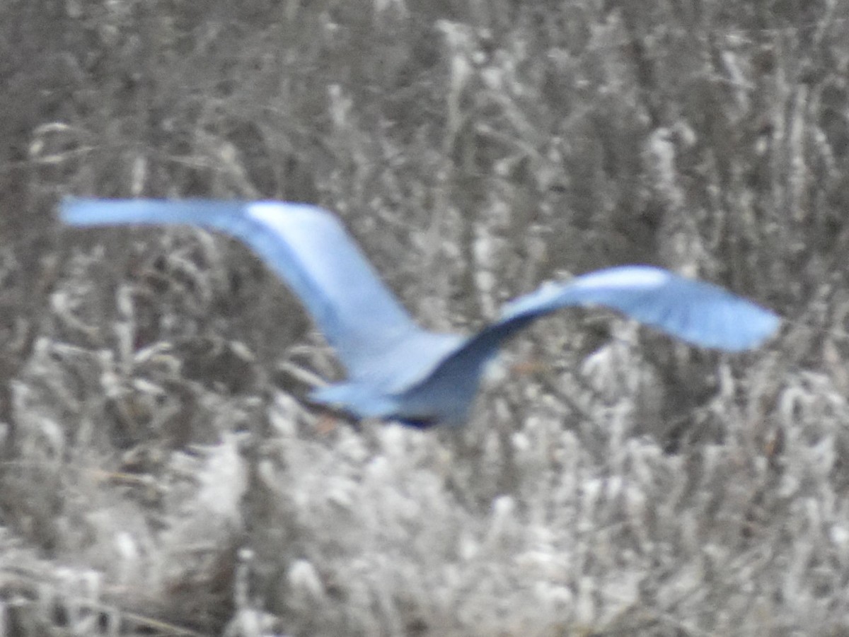 Great Blue Heron - ML620344437