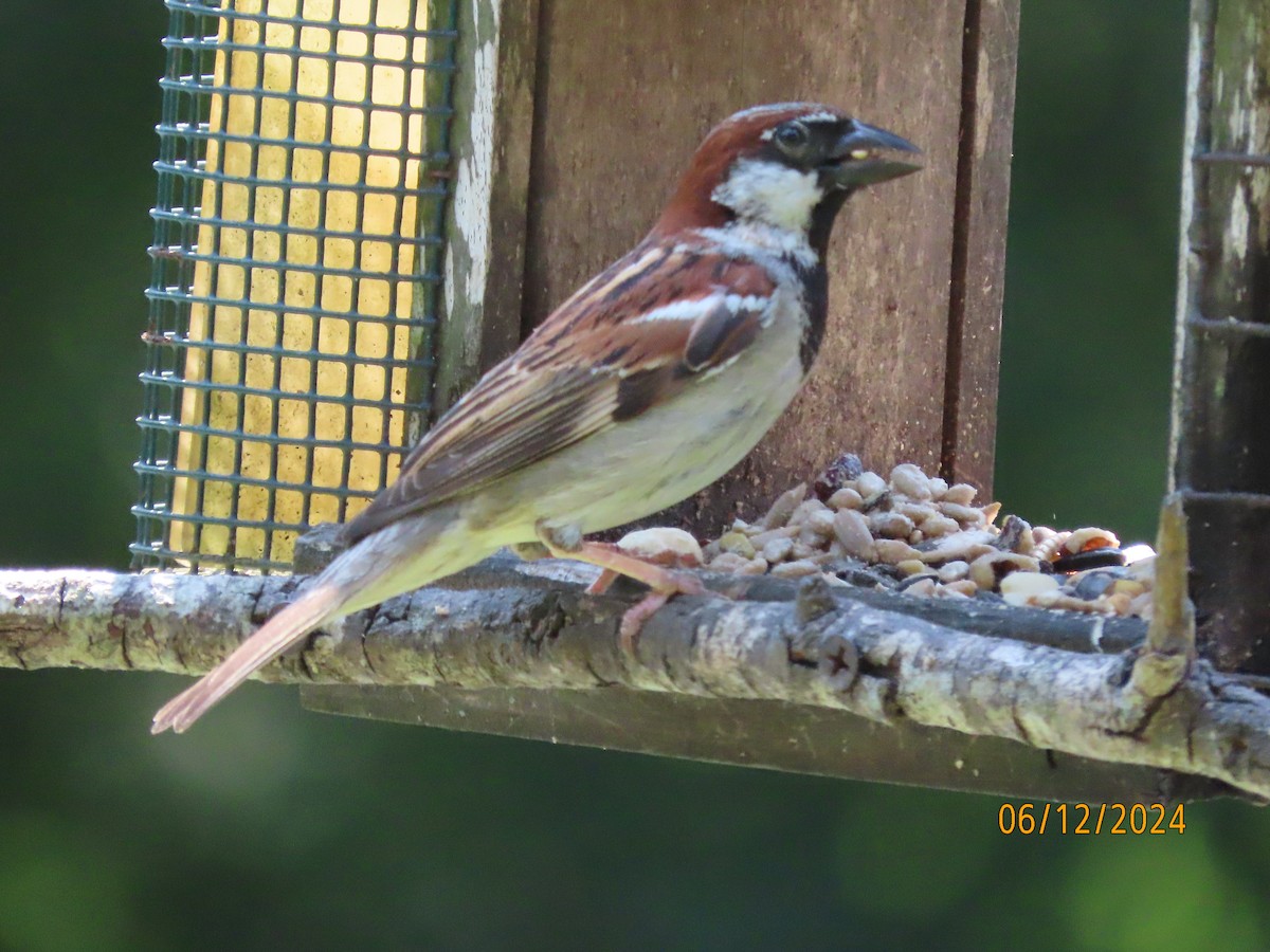 House Sparrow - ML620344440