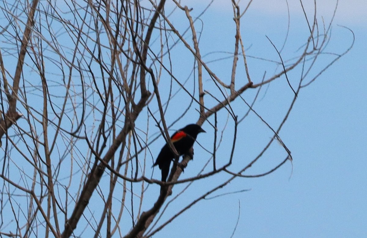 Red-winged Blackbird - Charlotte Croshaw
