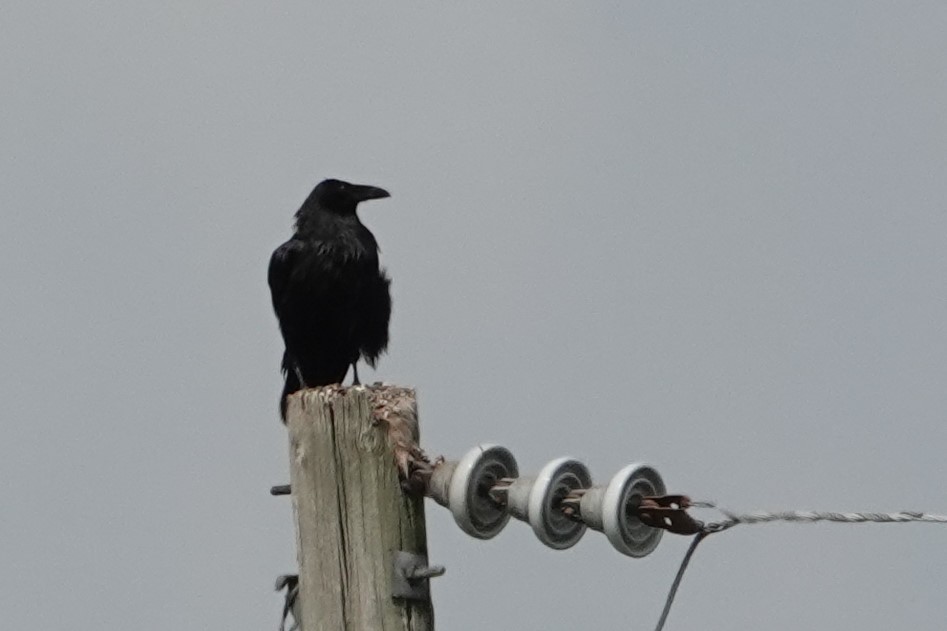 Common Raven - ML620344450