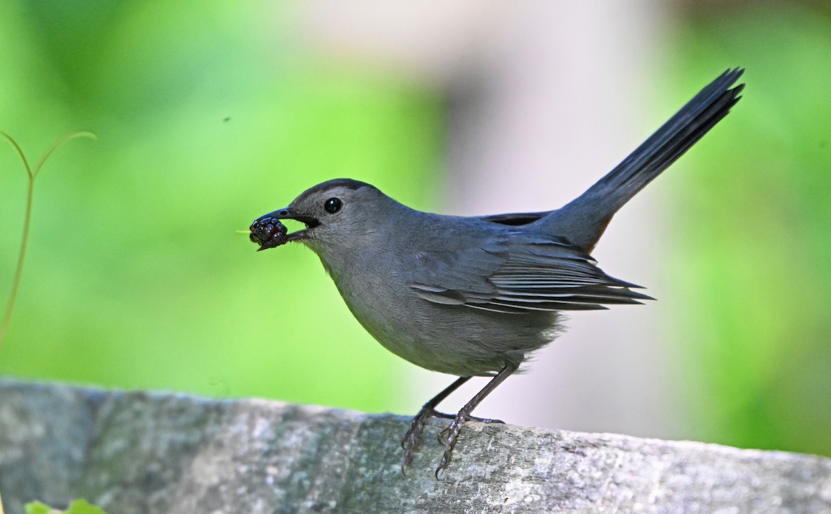 Gray Catbird - ML620344478