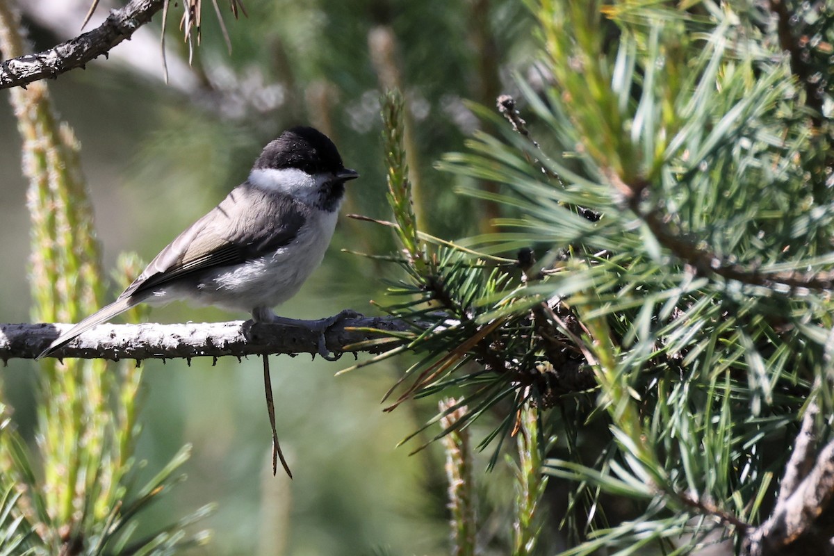 Marsh Tit - Christophe PASQUIER