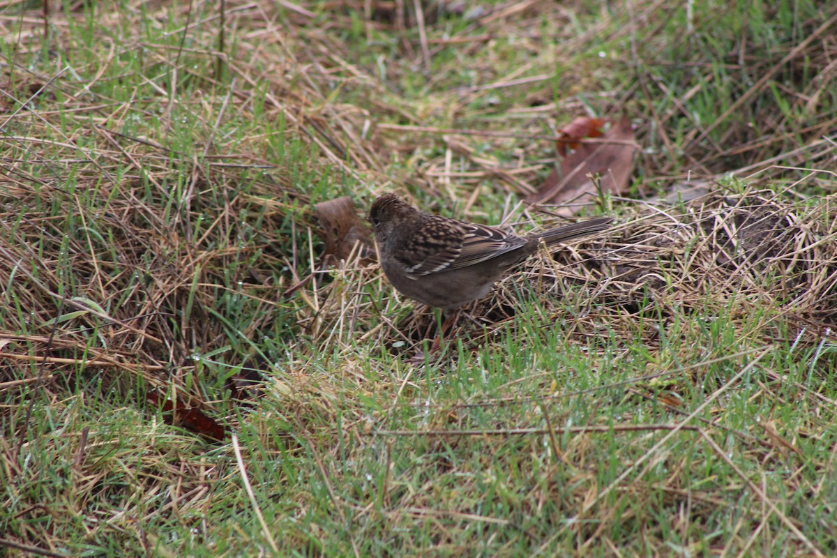 Golden-crowned Sparrow - ML620344496