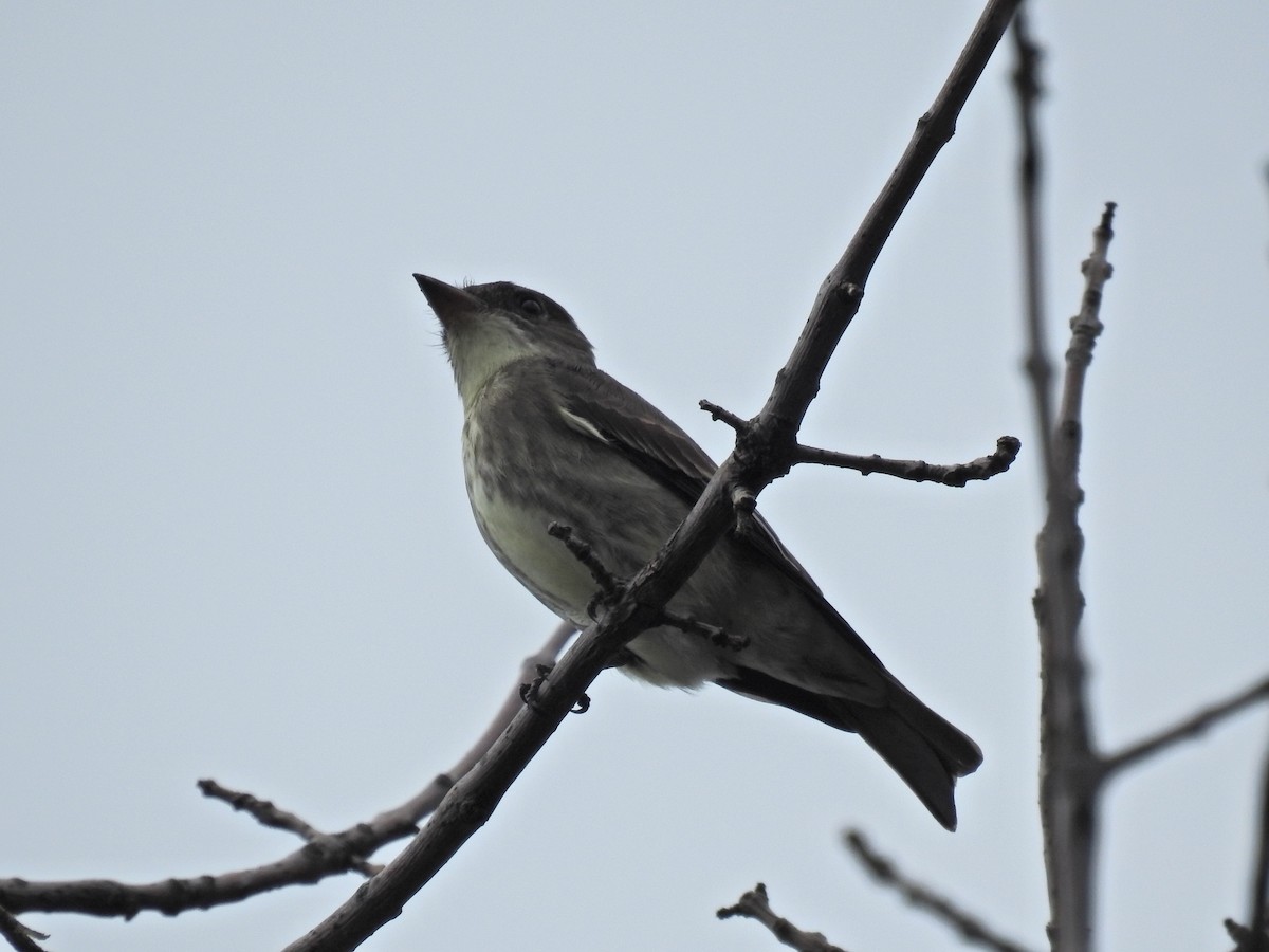 Olive-sided Flycatcher - ML620344504