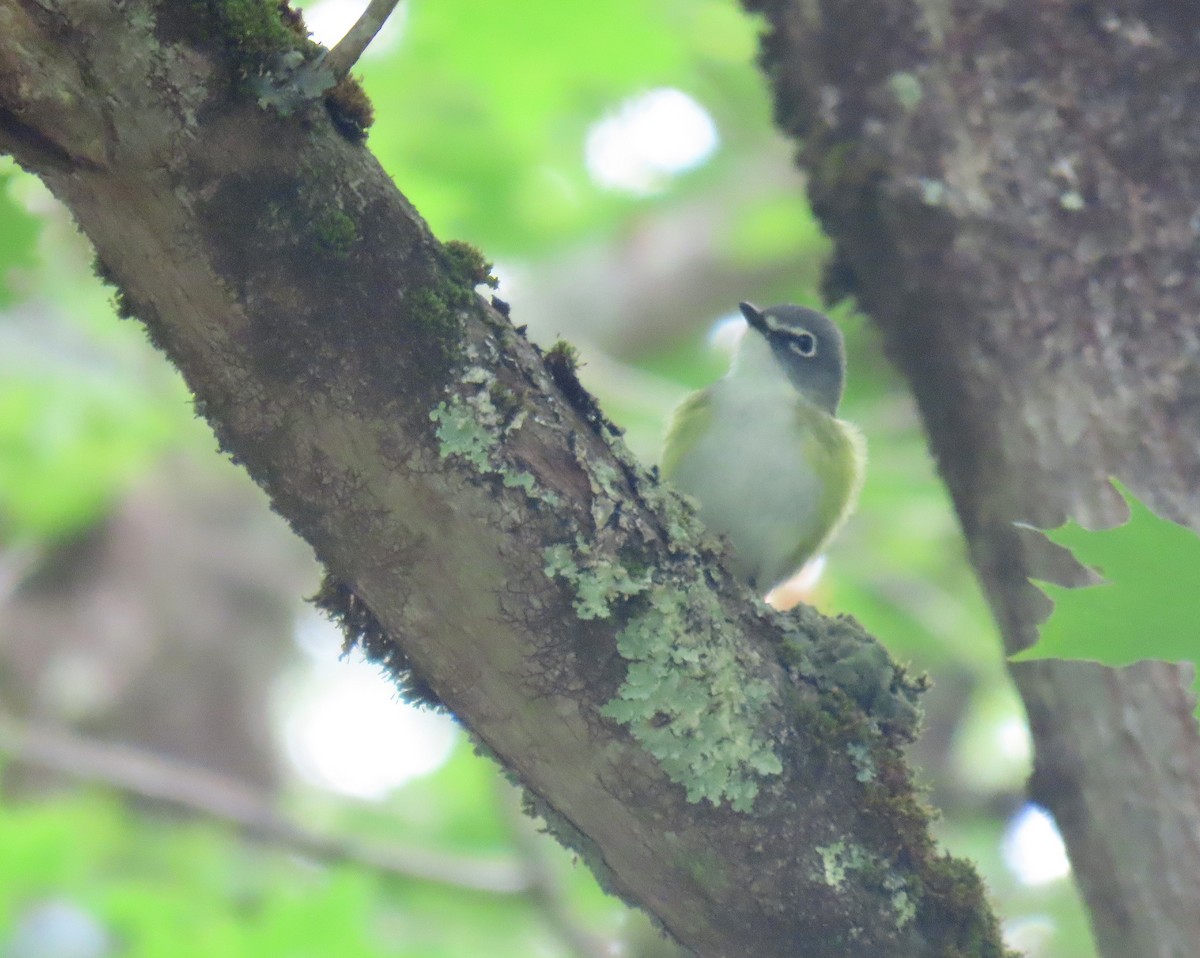 Blue-headed Vireo - ML620344506