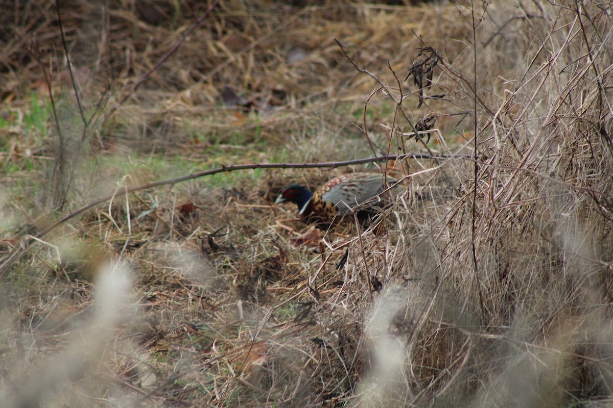 Ring-necked Pheasant - ML620344514