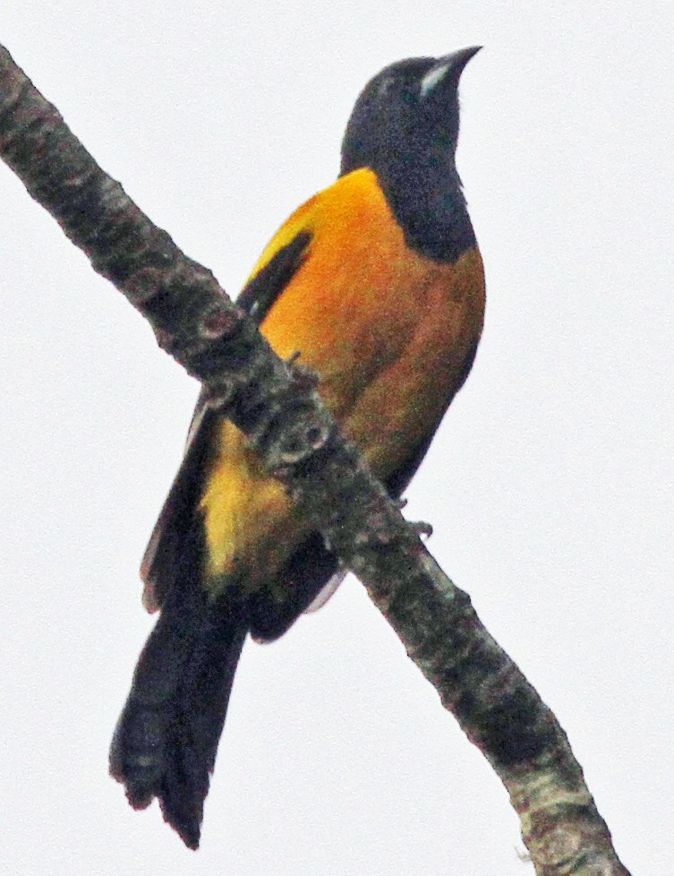 Oriole unifascié - ML620344527