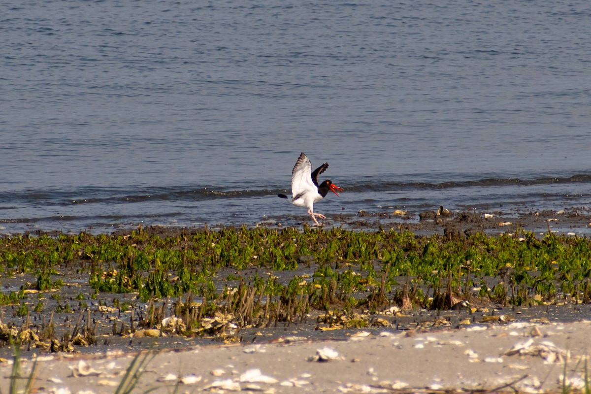 American Oystercatcher - ML620344528