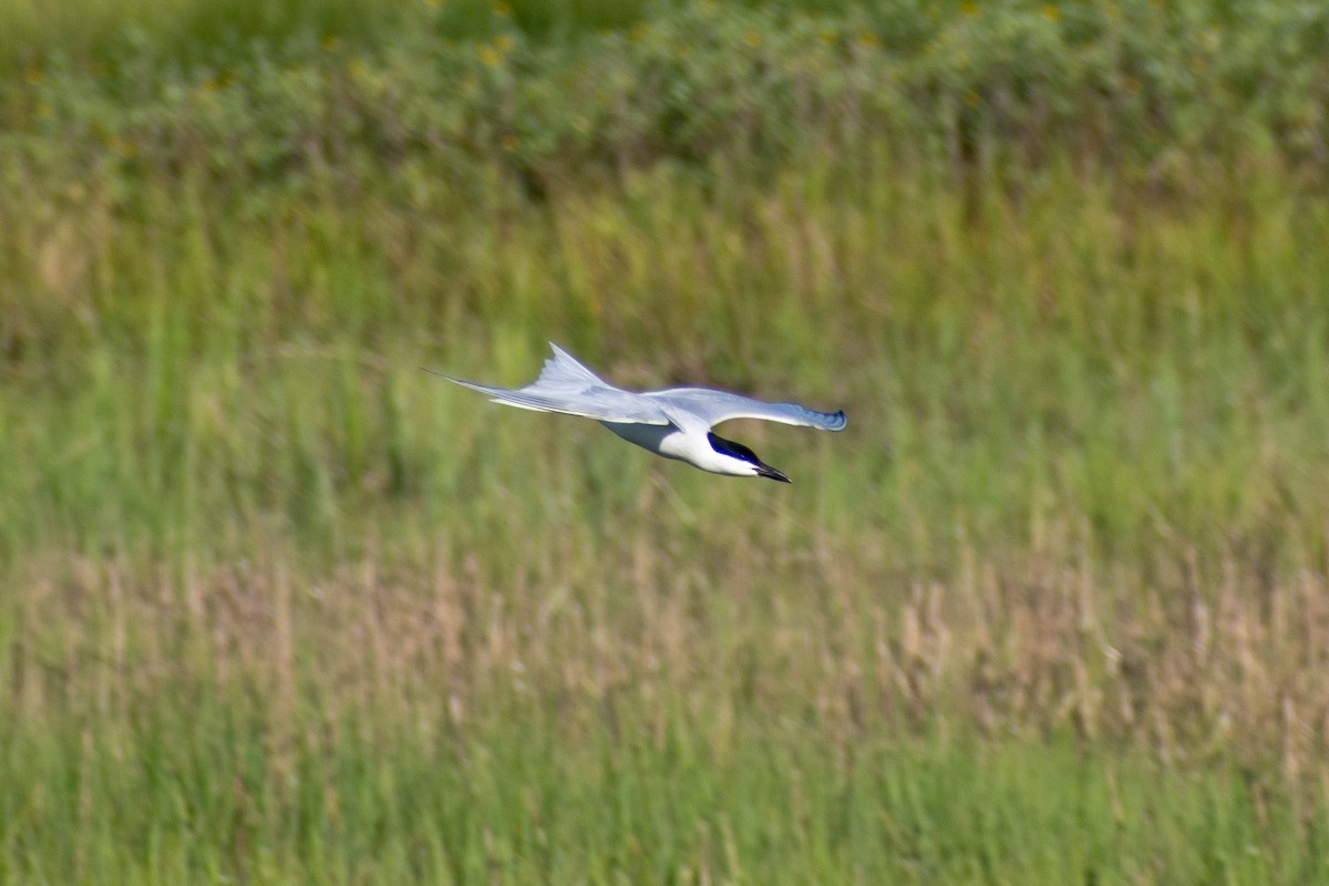 Gull-billed Tern - ML620344541