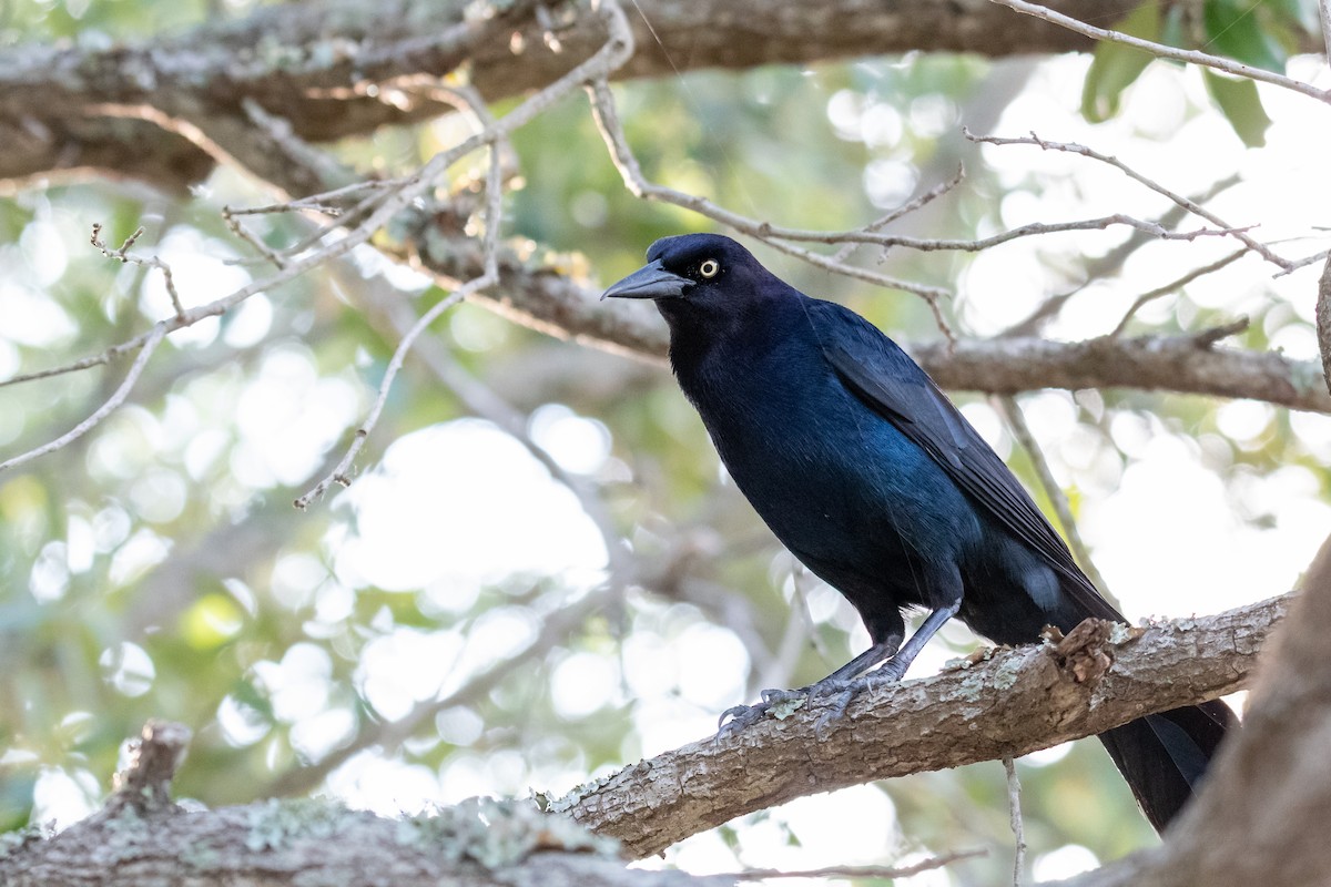 Boat-tailed Grackle - ML620344543