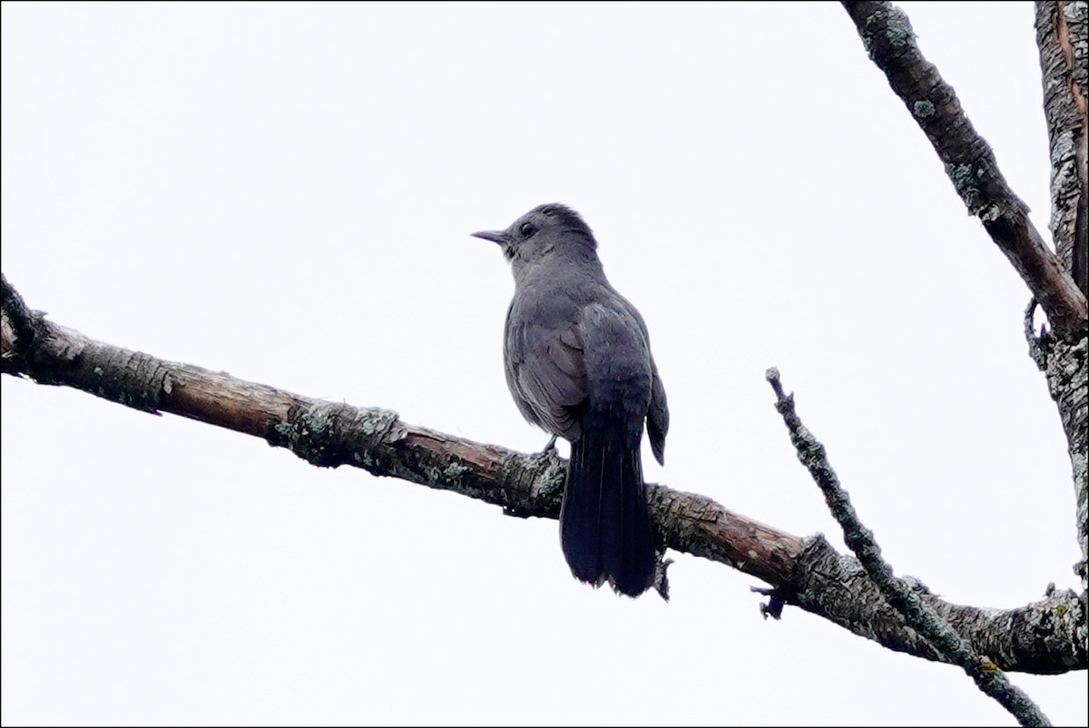 Кошачий пересмешник - ML620344544