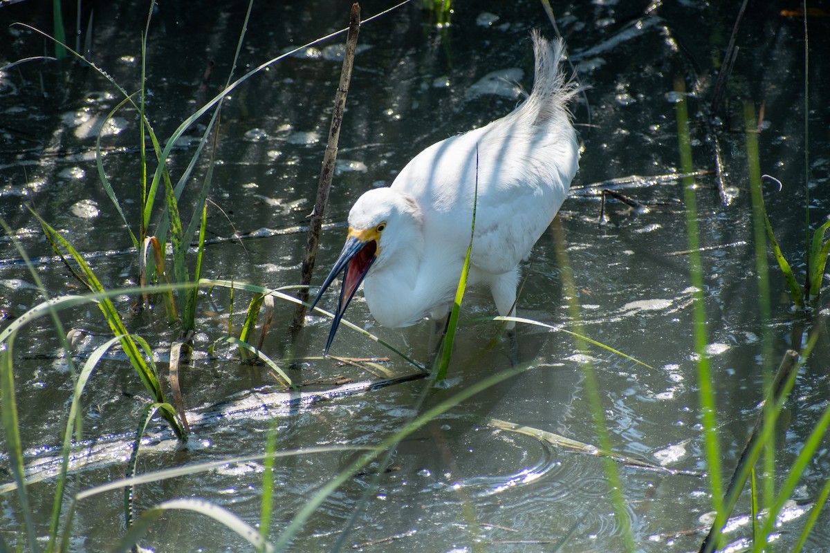 Snowy Egret - ML620344553