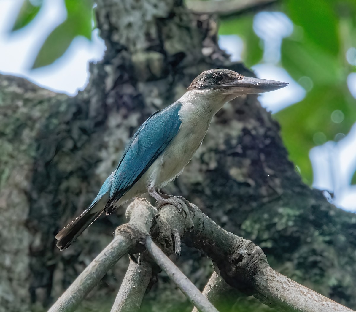 Collared Kingfisher - ML620344556