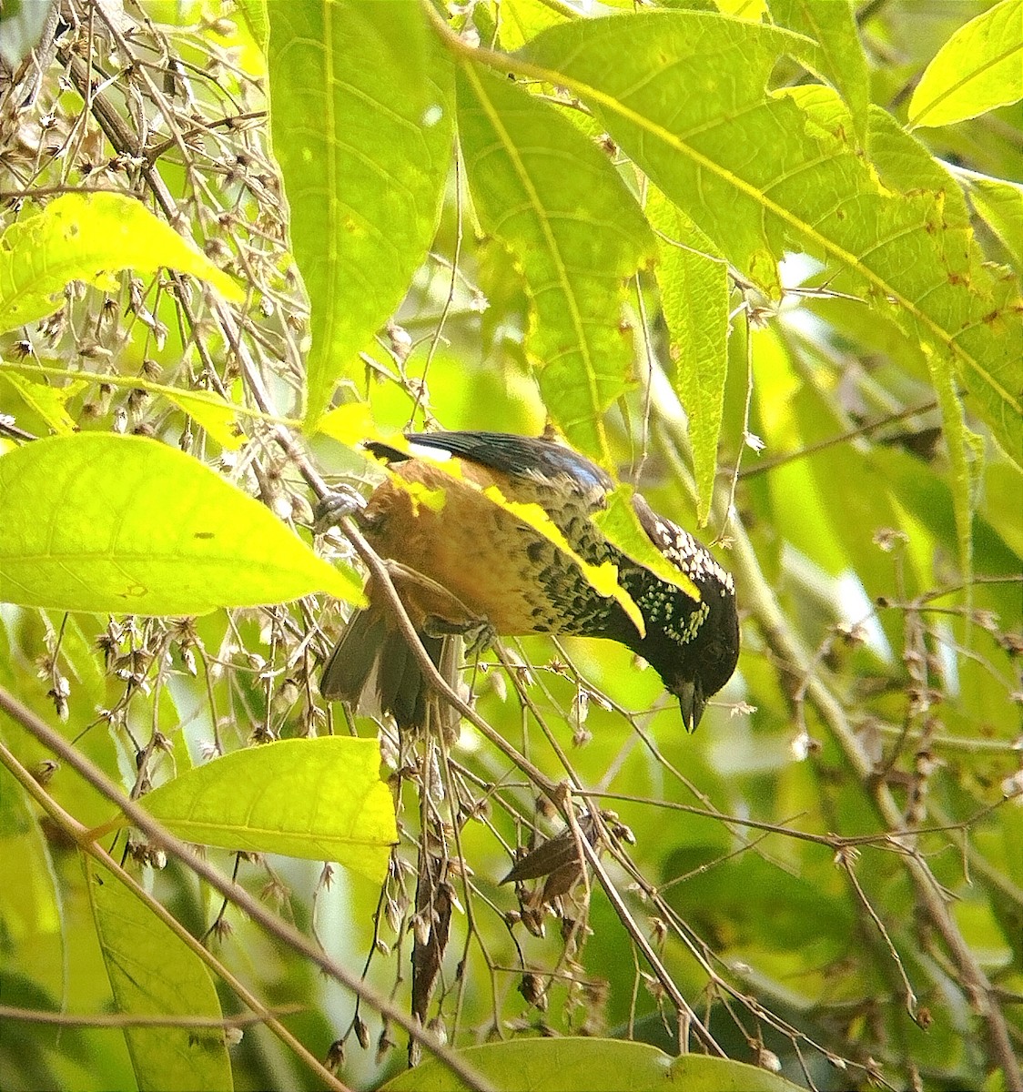 Spangle-cheeked Tanager - ML620344565