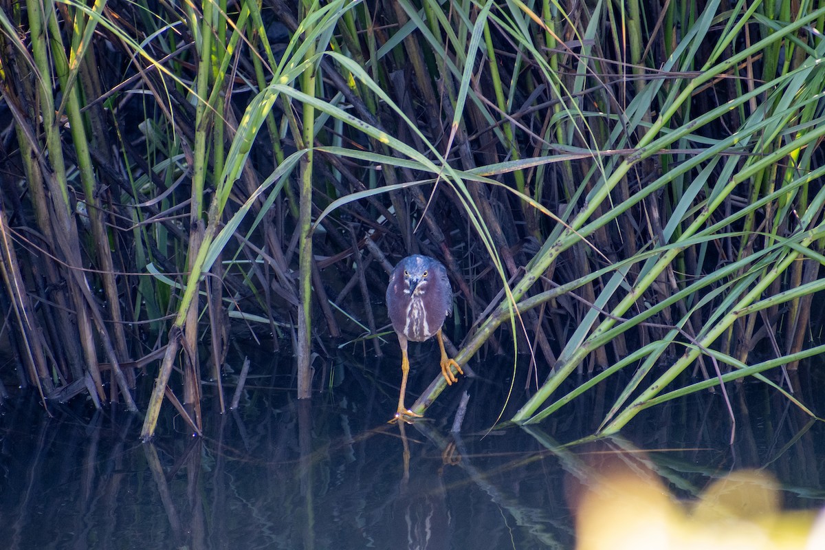 Green Heron - ML620344570