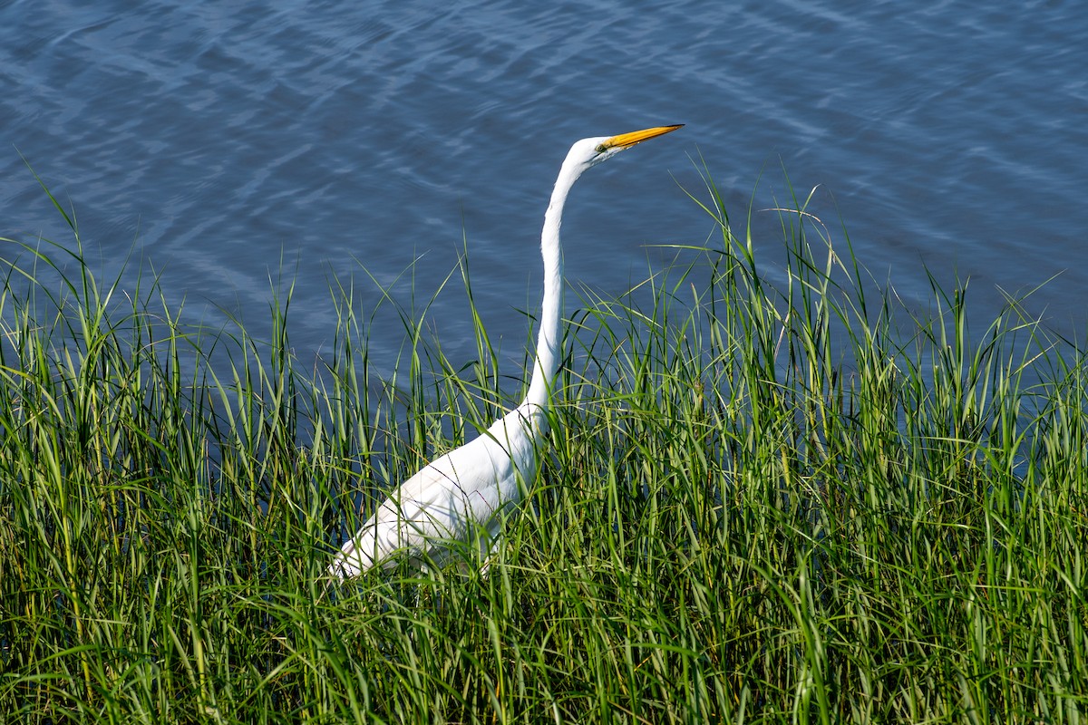 Great Egret - ML620344573