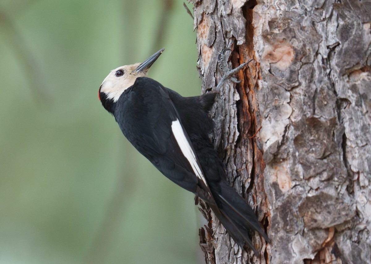 White-headed Woodpecker - ML620344576