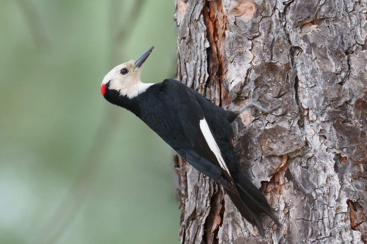 White-headed Woodpecker - ML620344577