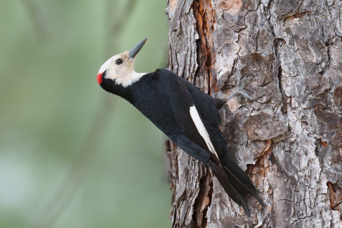 White-headed Woodpecker - ML620344579
