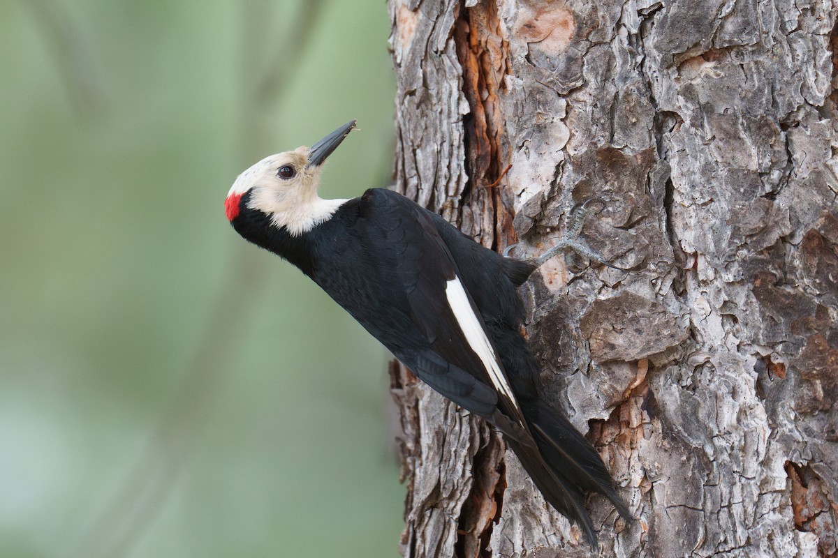 White-headed Woodpecker - ML620344580