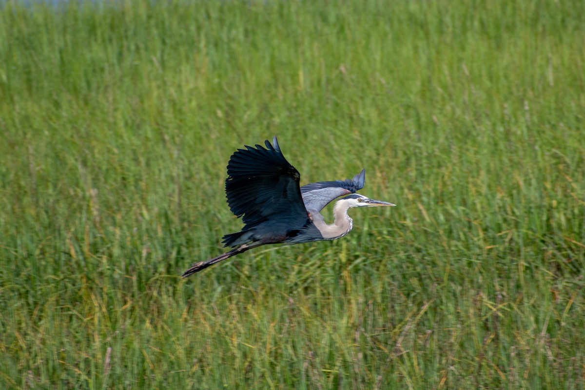 Great Blue Heron - ML620344584