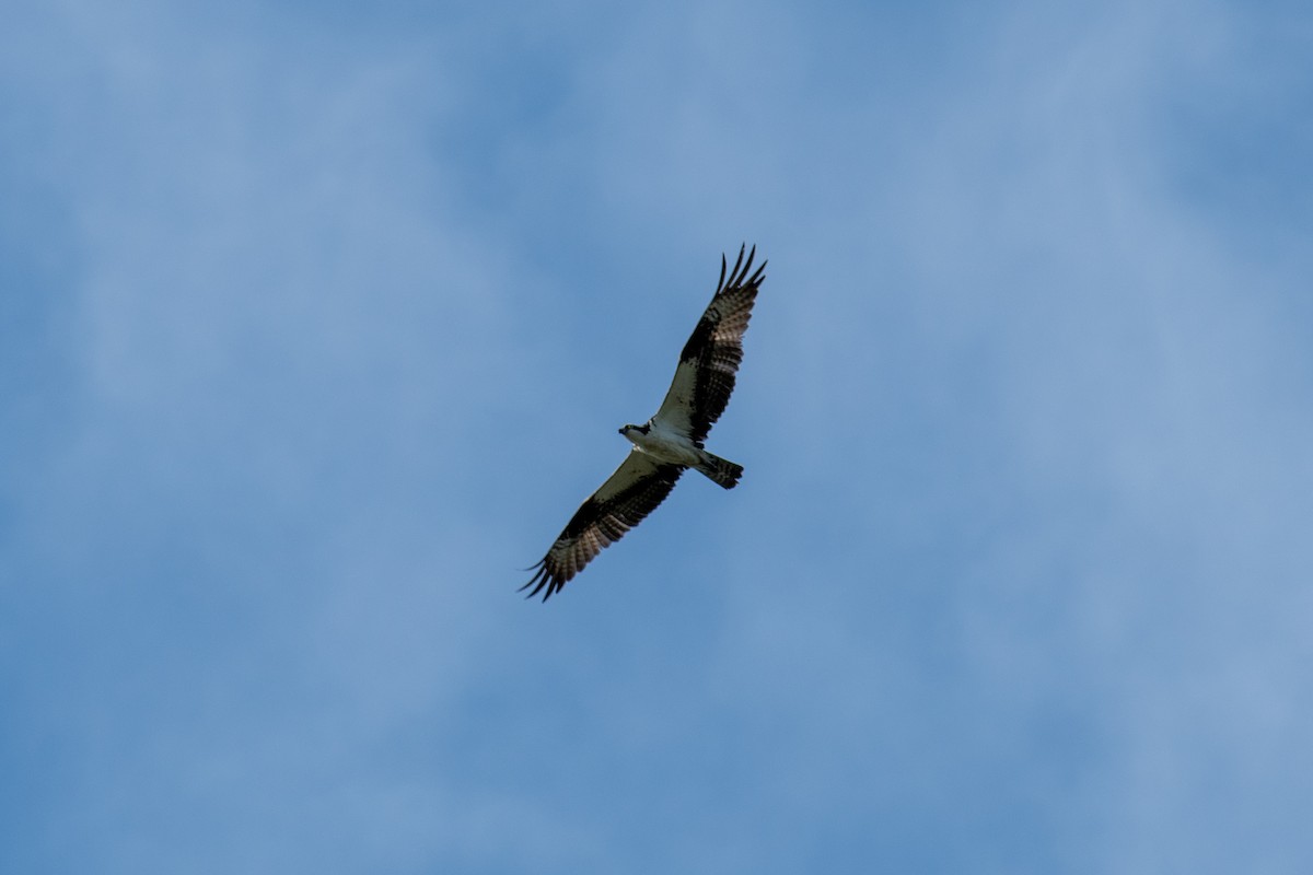 Águila Pescadora - ML620344587