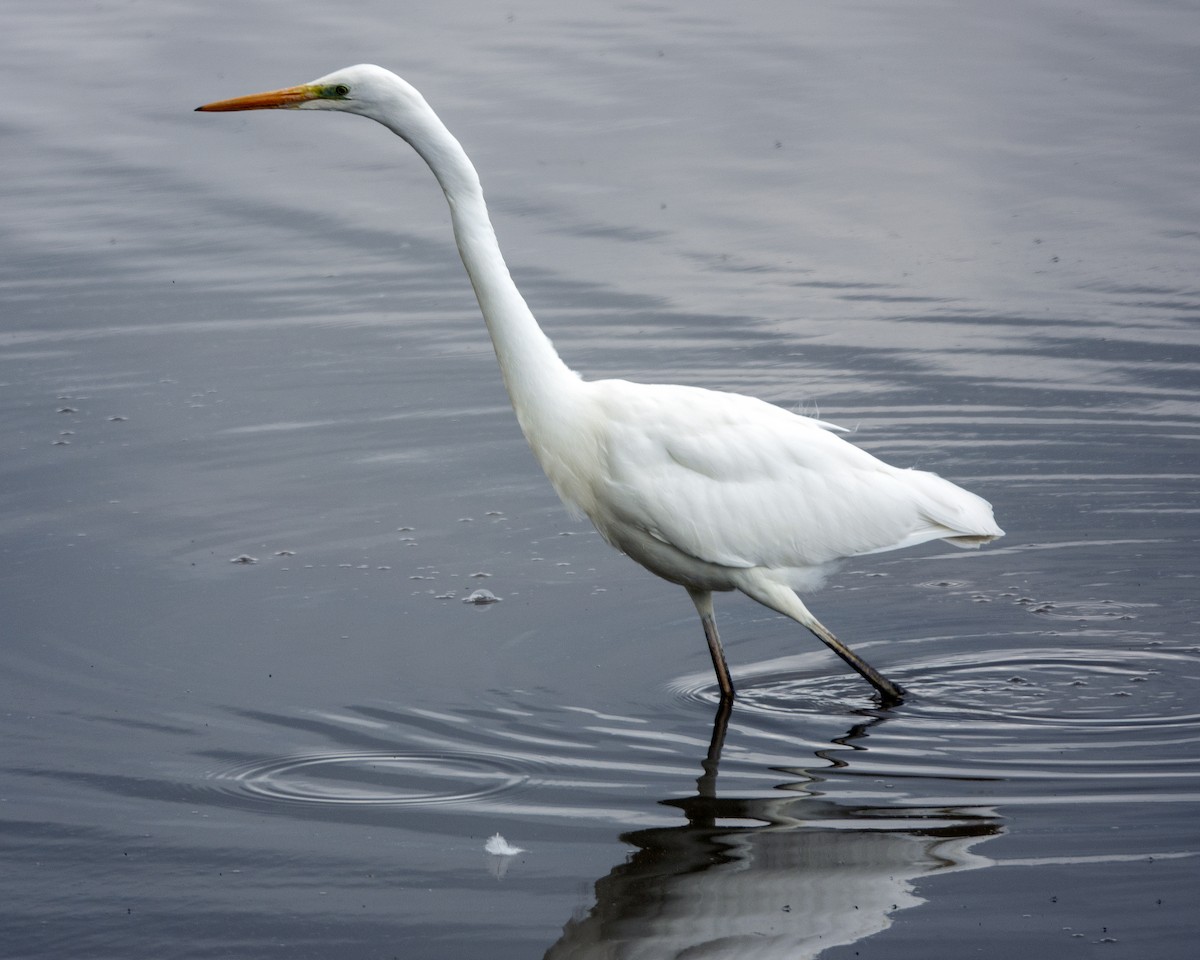 Great Egret - ML620344588