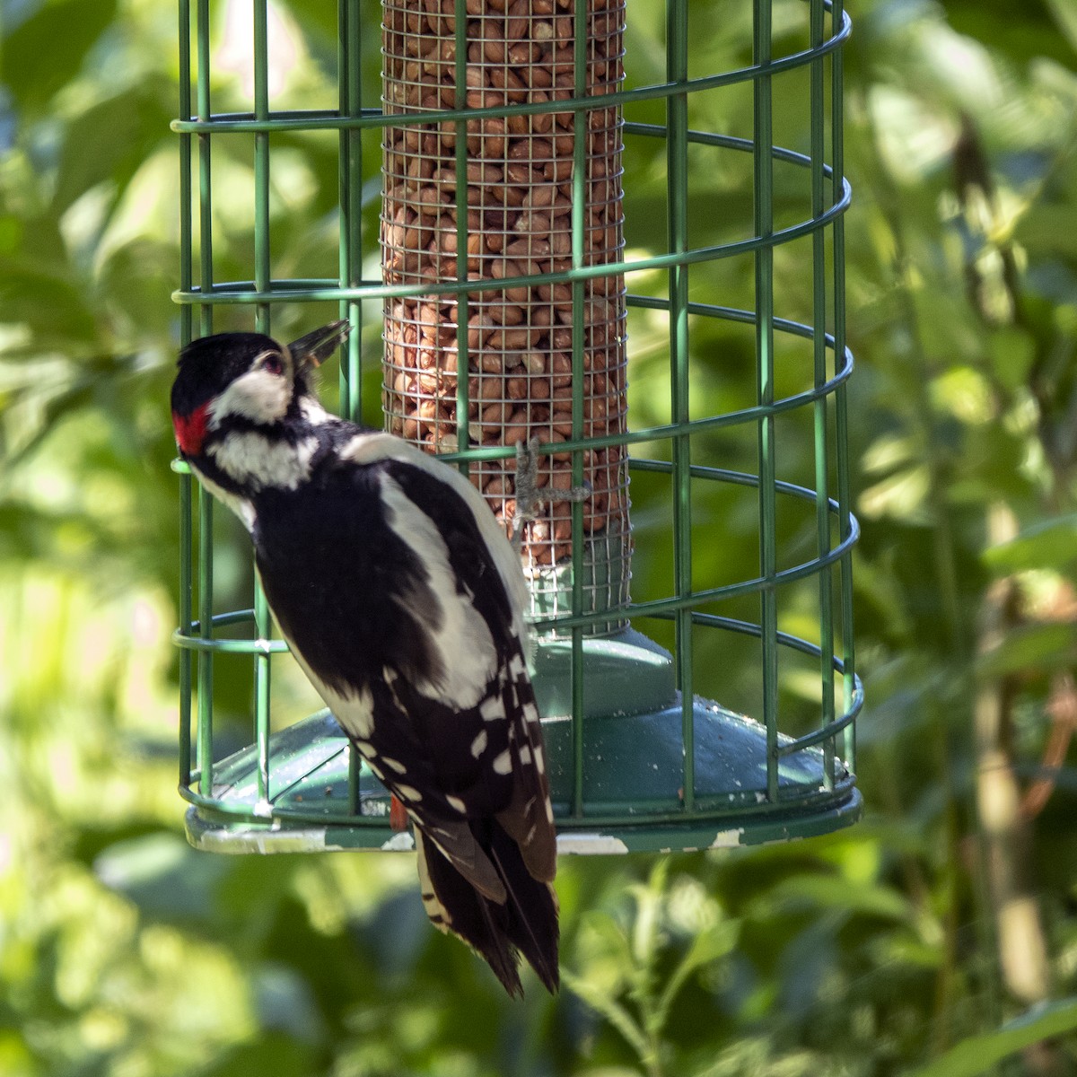 Great Spotted Woodpecker - ML620344594