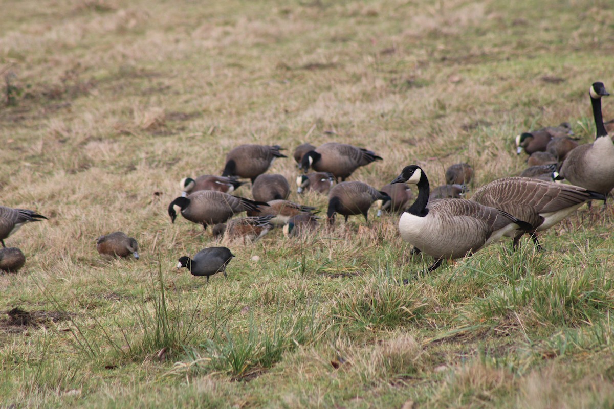 Eurasian Wigeon - ML620344600