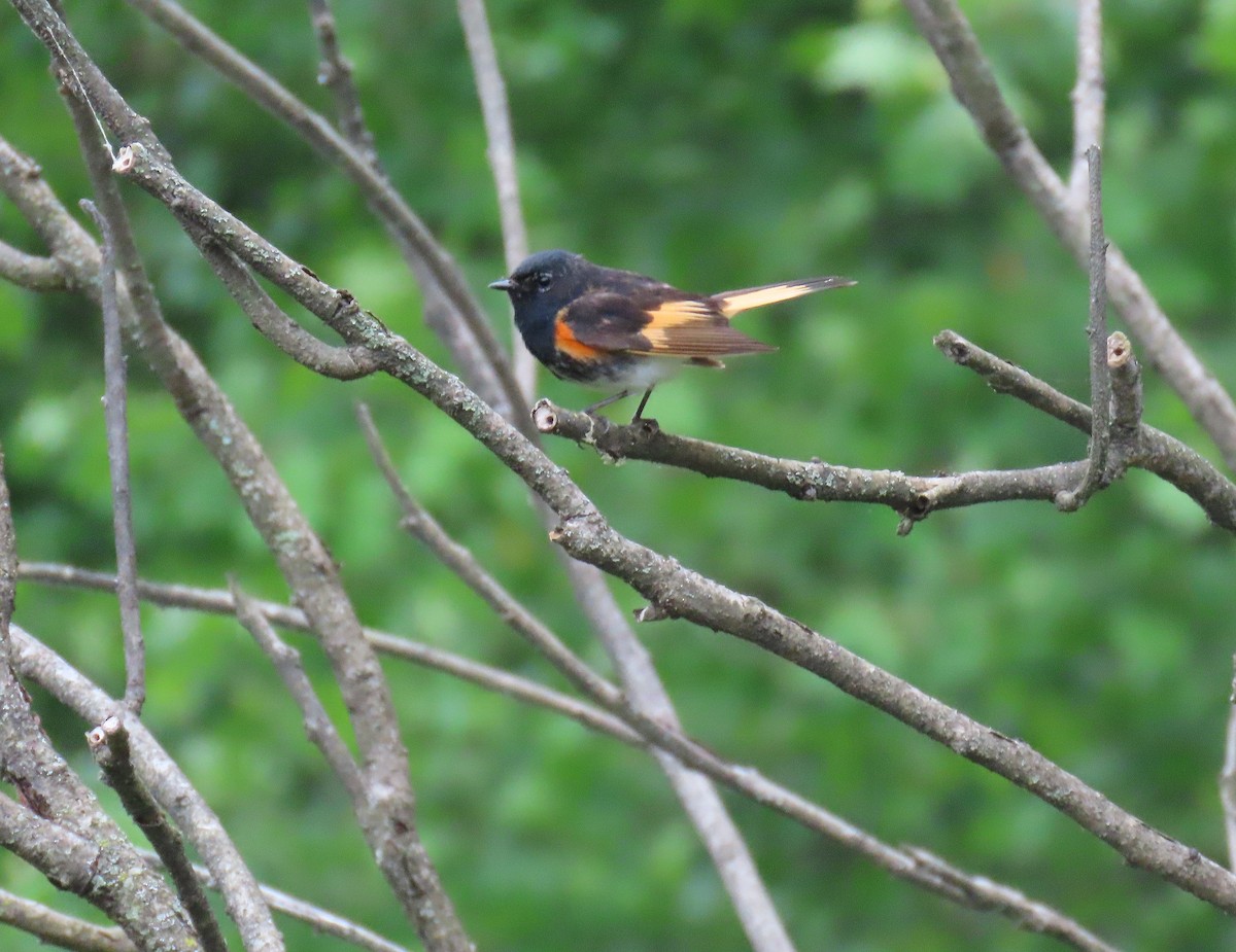 American Redstart - ML620344607