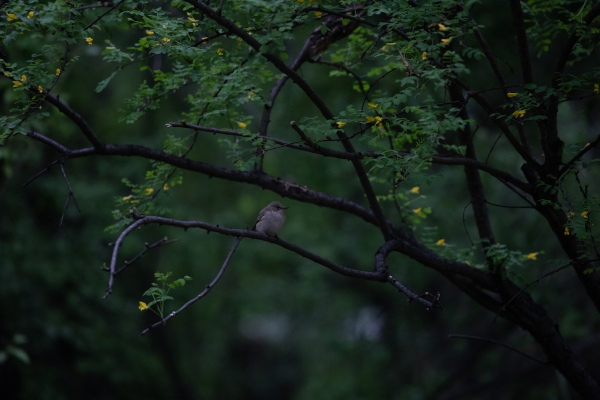 Spotted Flycatcher - ML620344615