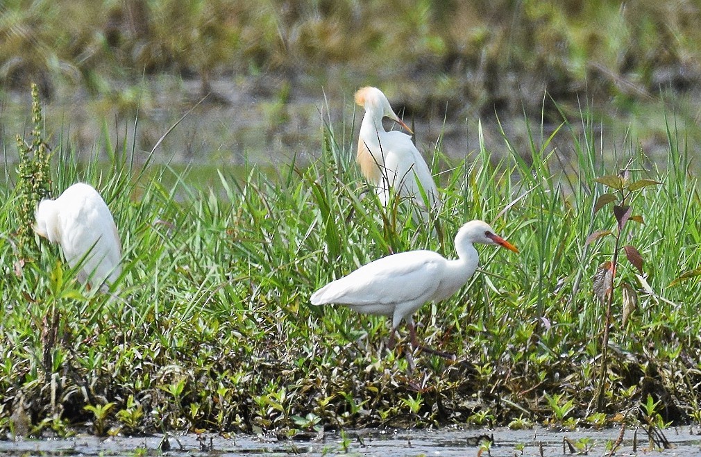 Western Cattle Egret - ML620344622