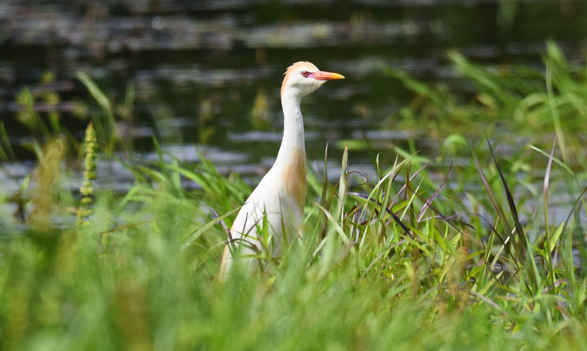 Чапля єгипетська (підвид ibis) - ML620344623