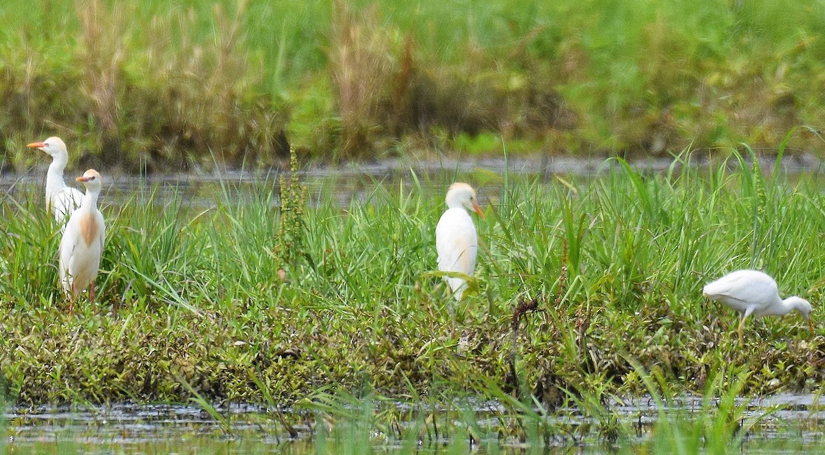 Чапля єгипетська (підвид ibis) - ML620344626