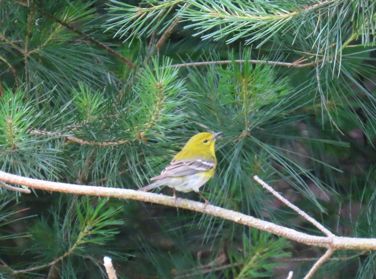 Pine Warbler - ML620344629