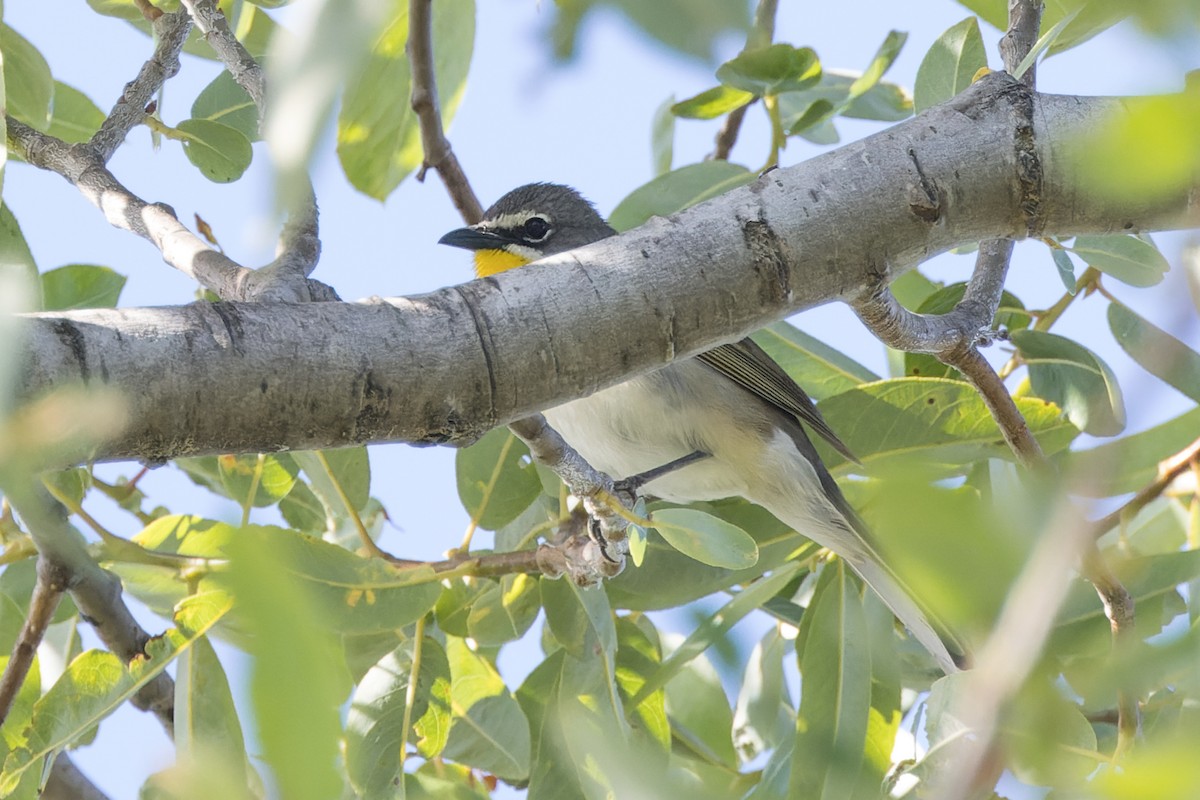 Yellow-breasted Chat - ML620344630