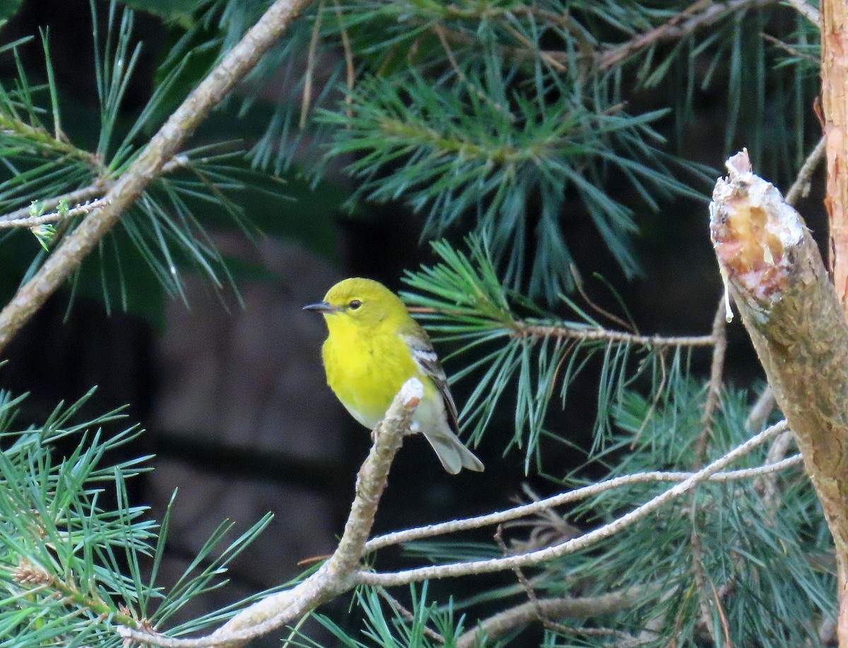 Pine Warbler - ML620344631